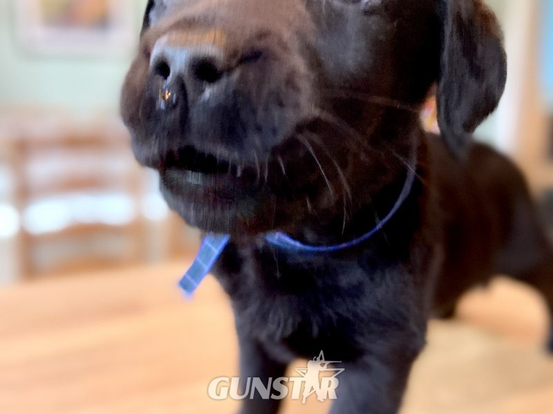 {CATEGORY} - WORKING LABRADOR PUPPY - DOG