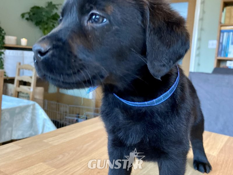 {CATEGORY} - WORKING LABRADOR PUPPY - DOG in 