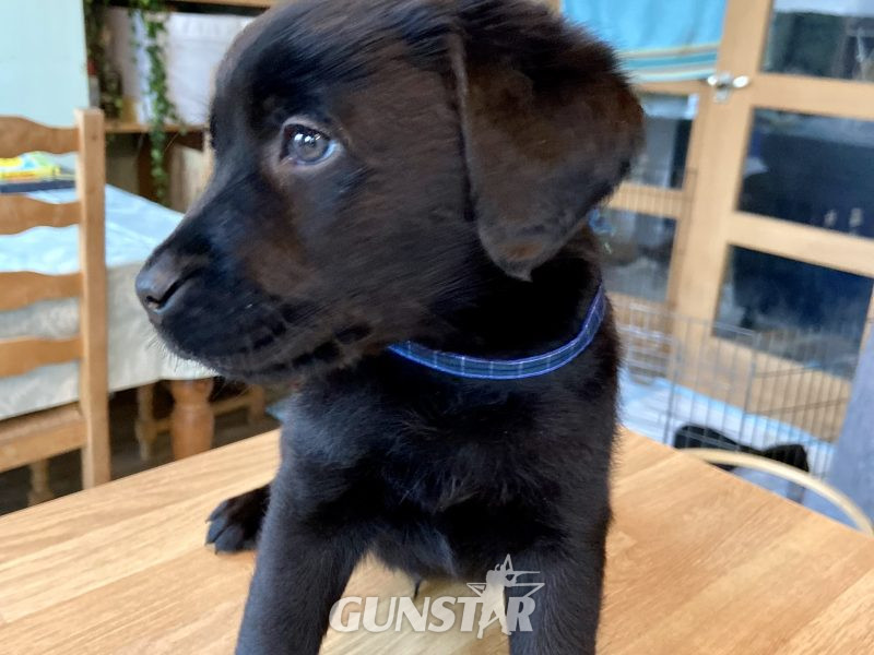 WORKING LABRADOR PUPPY - DOG