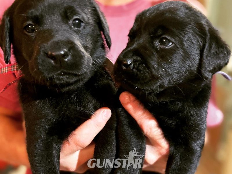WORKING LABRADOR PUPPY - DOG - {CATEGORY}