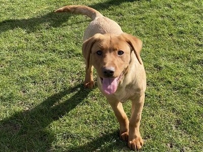 Labrador retriever