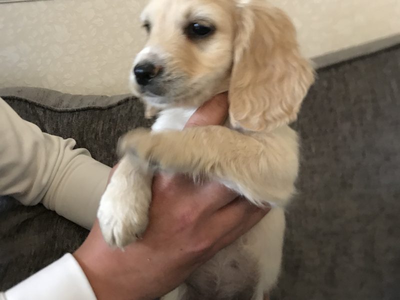 Working Cocker Spaniel For Sale