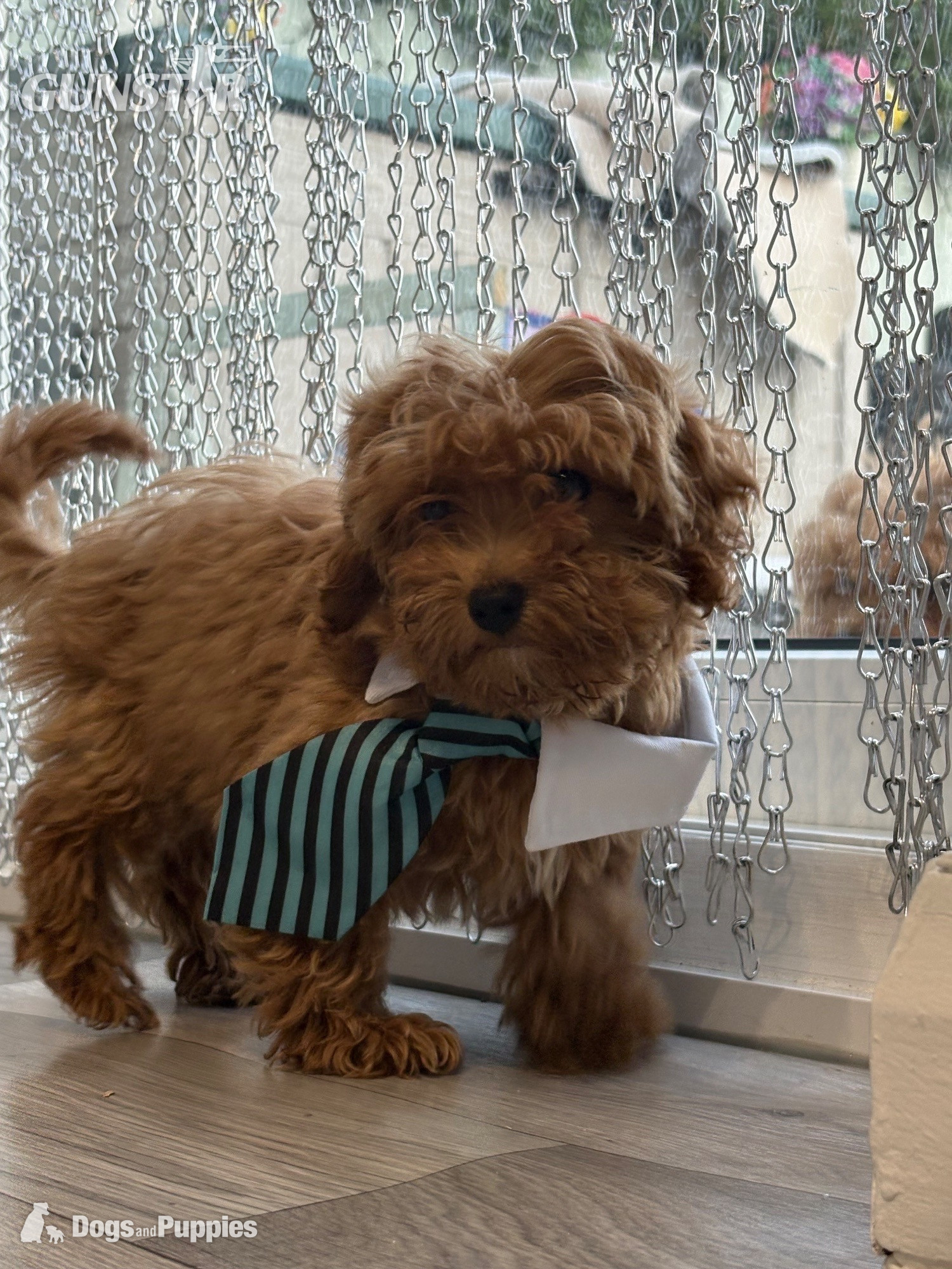 11/8/26 Still available CAVAPOO F1BB X ASIAN POODLE  in 