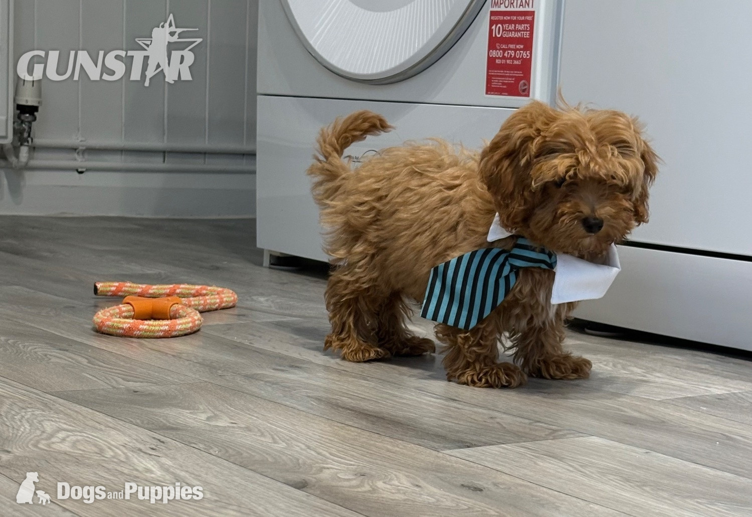 11/8/26 Still available CAVAPOO F1BB X ASIAN POODLE 