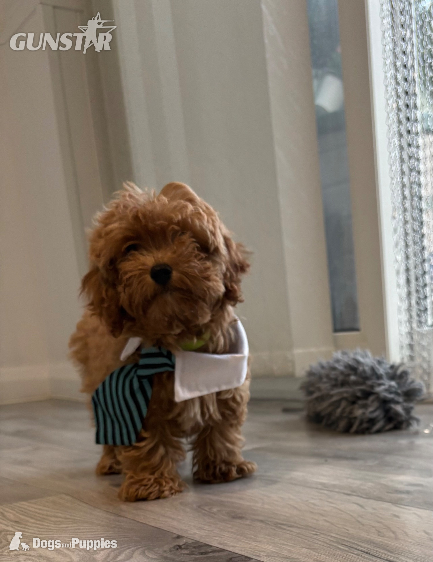  11/8/26 Still available CAVAPOO F1BB X ASIAN POODLE 