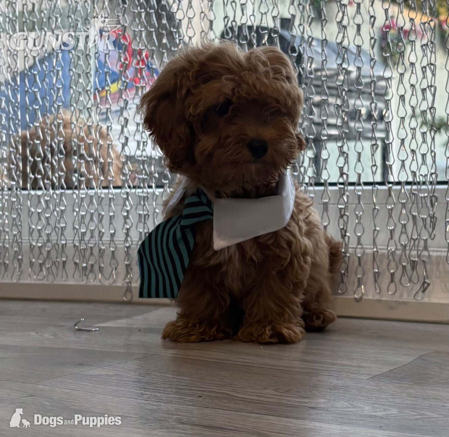 11/8/26 Still available CAVAPOO F1BB X ASIAN POODLE  - {CATEGORY} in 