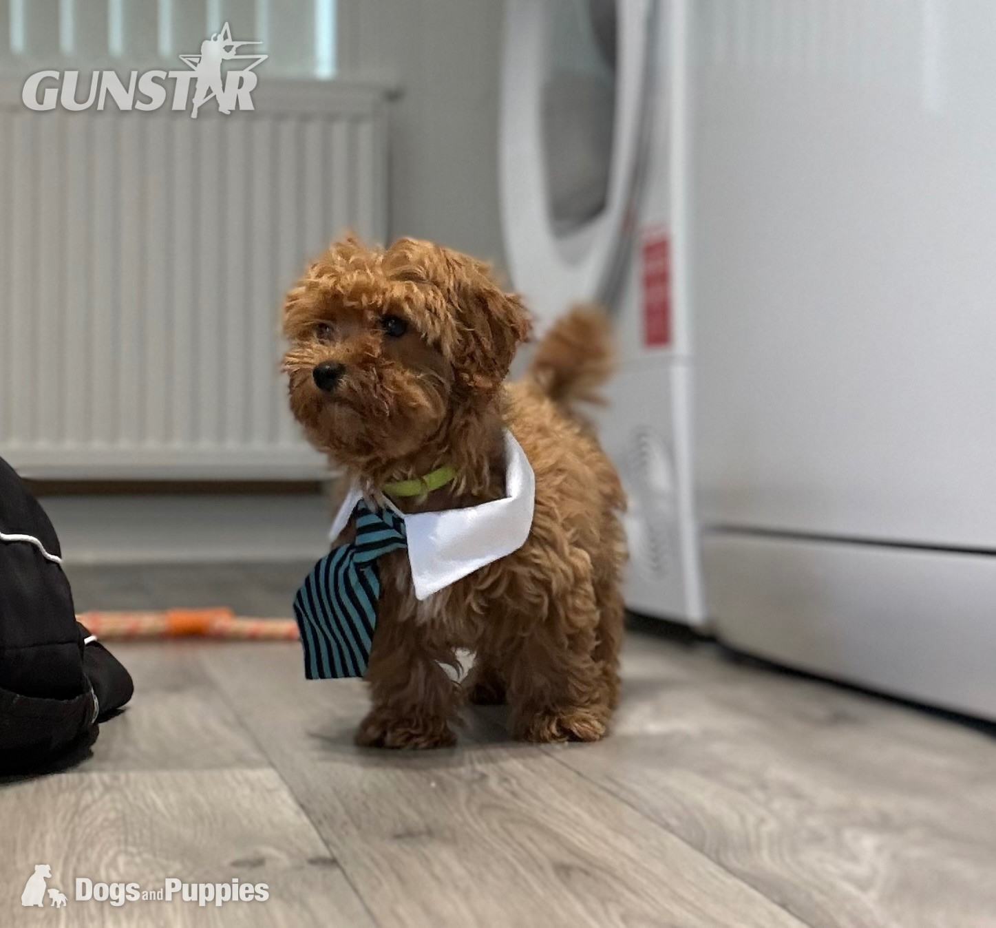11/8/26 Still available CAVAPOO F1BB X ASIAN POODLE  - {CATEGORY}