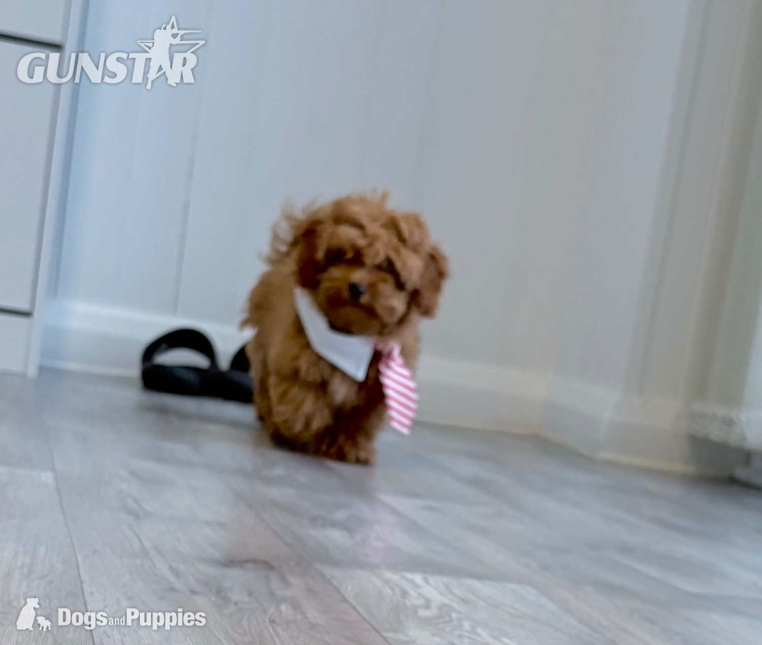 {CATEGORY} - 11/8/26 Still available CAVAPOO F1BB X ASIAN POODLE 