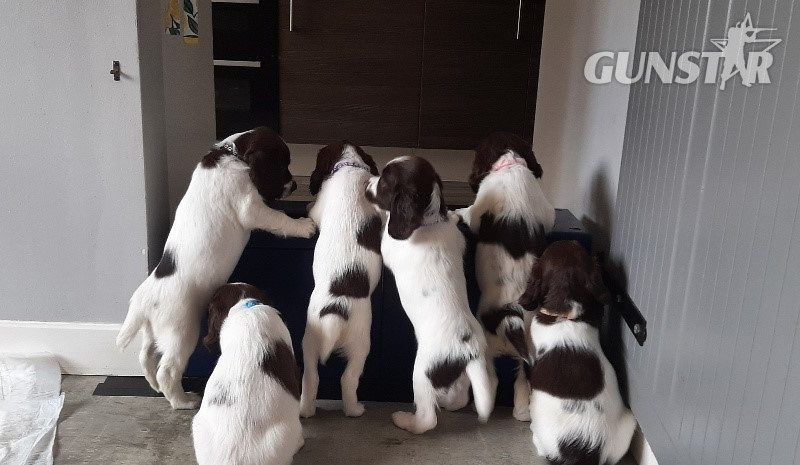 English Springer Spaniel pups
