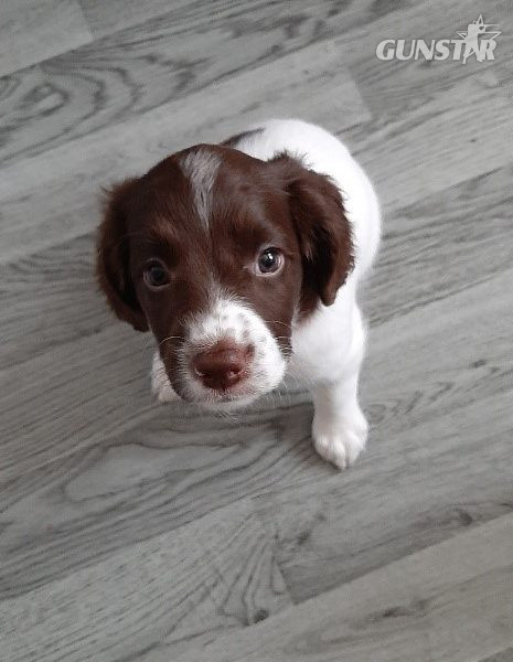 English Springer Spaniel pups - {CATEGORY} in 