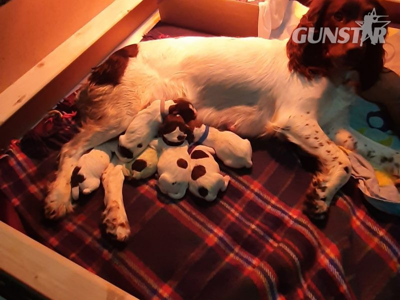 English Springer Spaniel pups in 