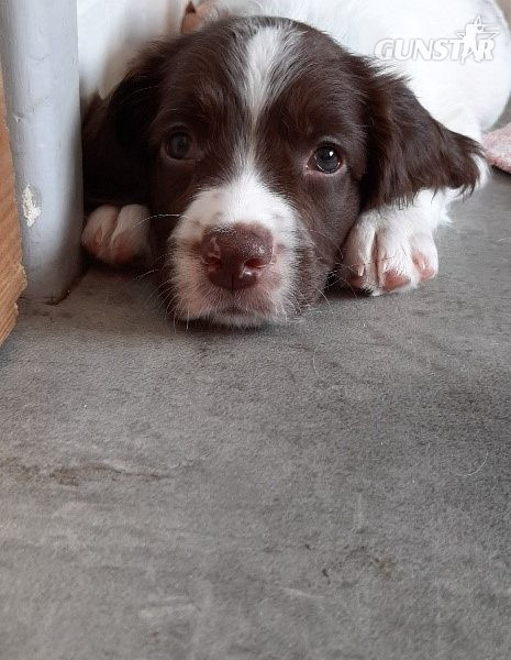 English Springer Spaniel pups - {CATEGORY}