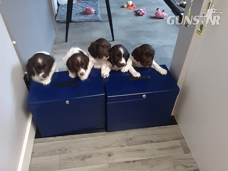 English Springer Spaniel pups