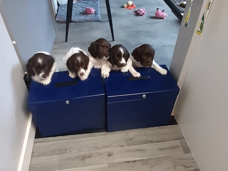 English Springer Spaniel pups