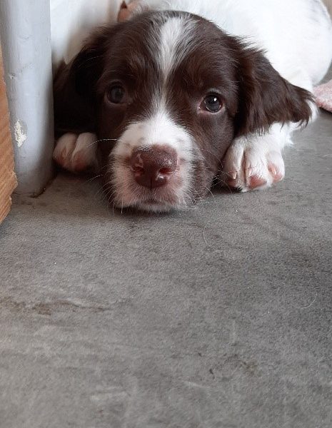 English Springer Spaniel pups - {CATEGORY}