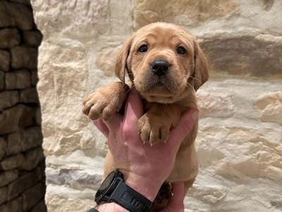 KC reg Fox Red Labrador Pups