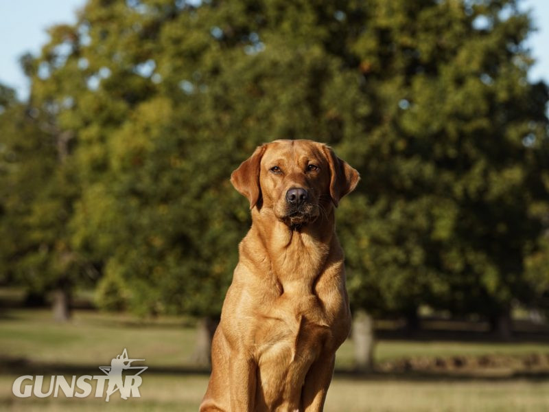  KC reg Fox Red Labrador Pups