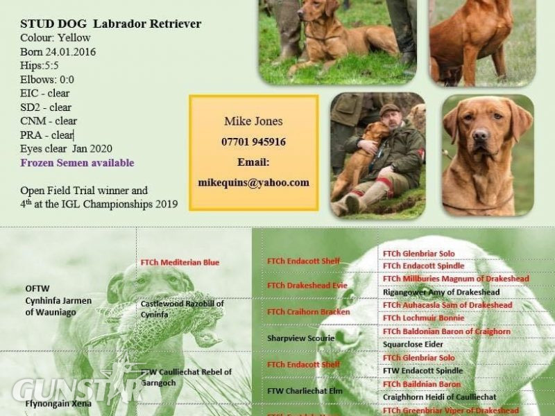 {CATEGORY} - KC reg Fox Red Labrador Pups in 