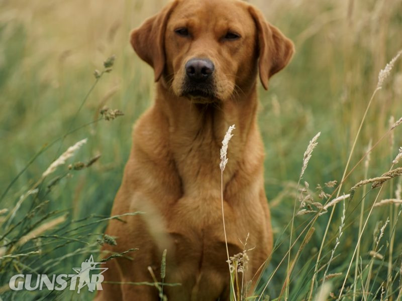 KC reg Fox Red Labrador Pups - {CATEGORY} in 