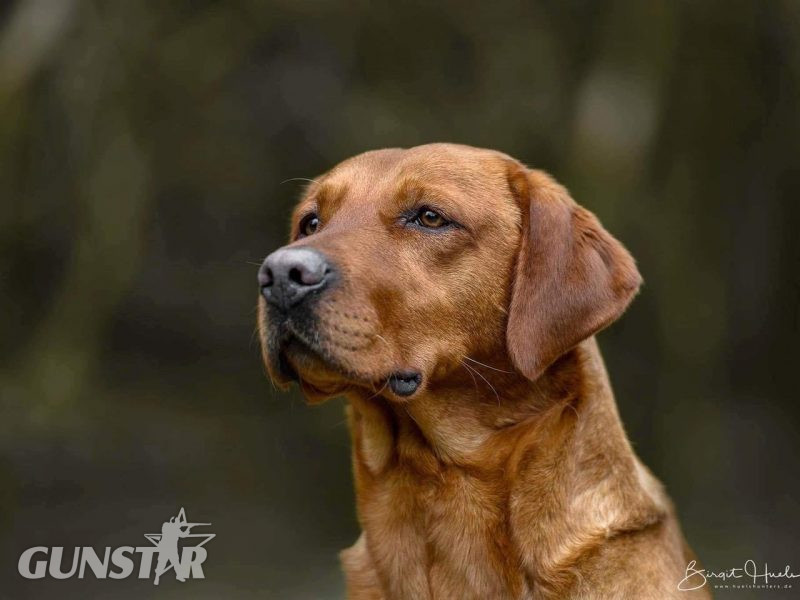 KC reg Fox Red Labrador Pups 