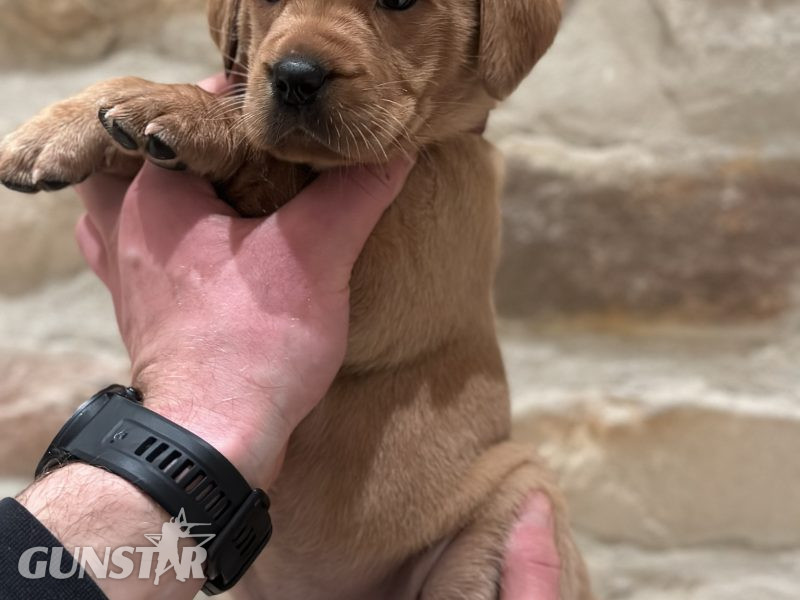 KC reg Fox Red Labrador Pups
