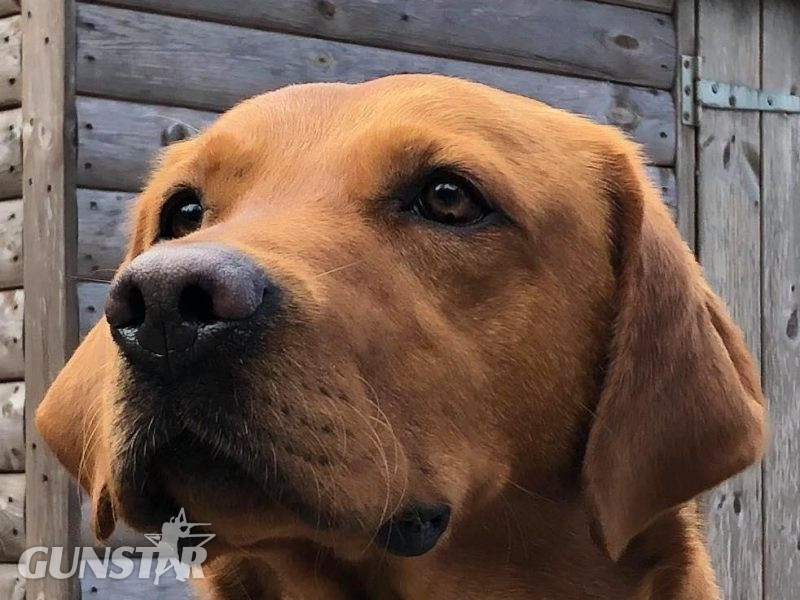 KC reg Fox Red Labrador Pups - {CATEGORY}