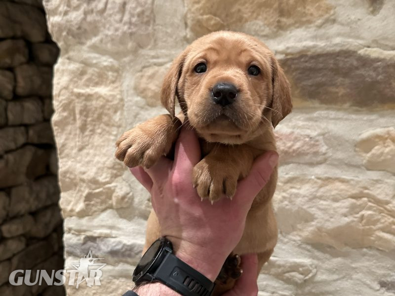 KC reg Fox Red Labrador Pups in 