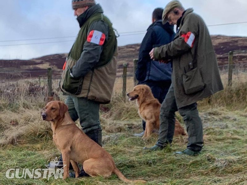 {CATEGORY} - KC reg Fox Red Labrador Pups