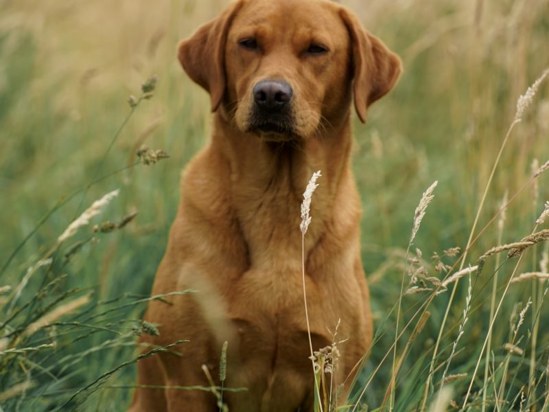 KC reg Fox Red Labrador Pups - {CATEGORY} in 
