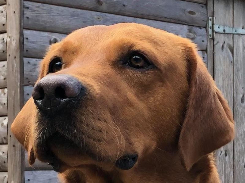 KC reg Fox Red Labrador Pups - {CATEGORY}