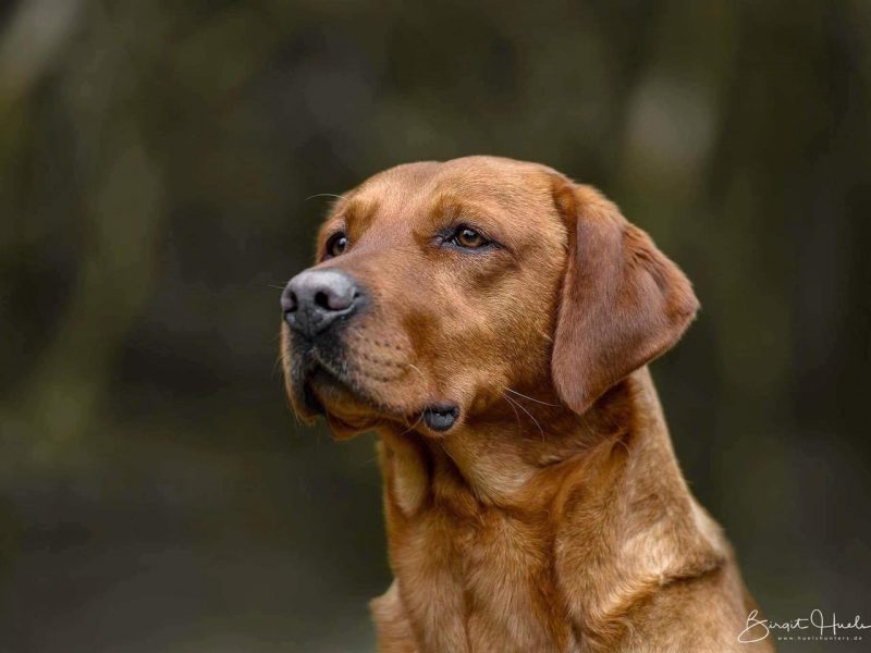 KC reg Fox Red Labrador Pups 