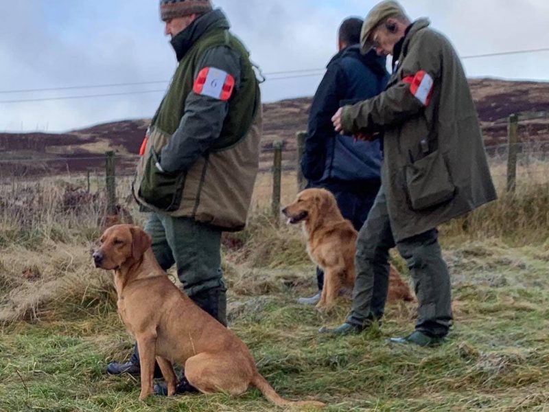 {CATEGORY} - KC reg Fox Red Labrador Pups