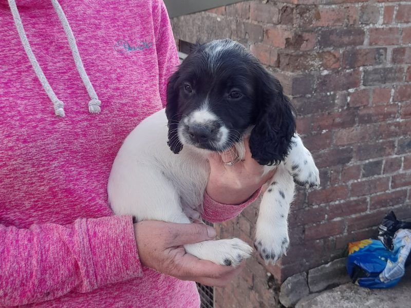  WORKING ESS DOG PUPS