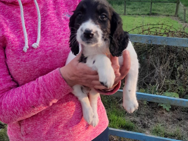 WORKING ESS DOG PUPS - {CATEGORY} in 