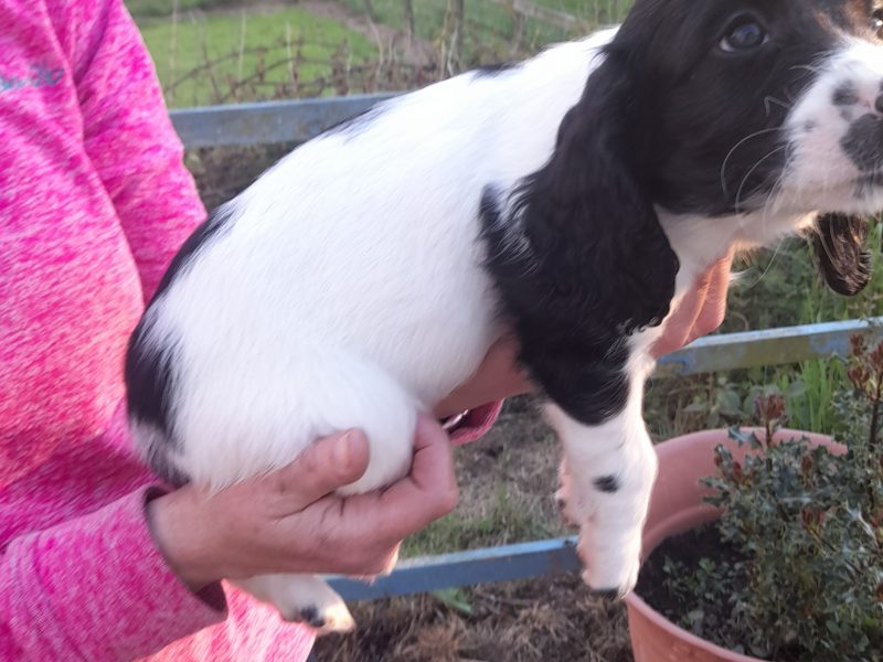 WORKING ESS DOG PUPS - {CATEGORY}