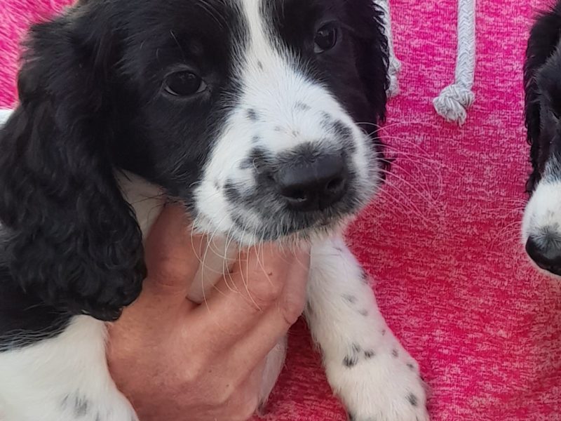 WORKING ESS DOG PUPS 