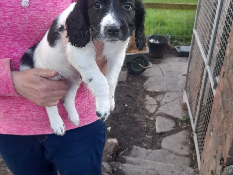 {CATEGORY} - WORKING ESS DOG PUPS in 