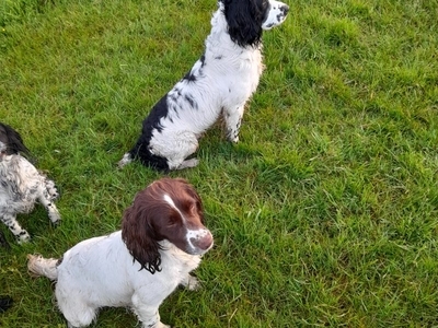 WORKING ESS DOG PUPS