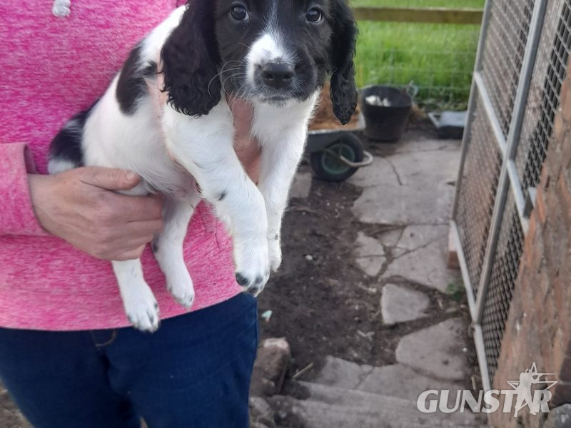{CATEGORY} - WORKING ESS DOG PUPS in 
