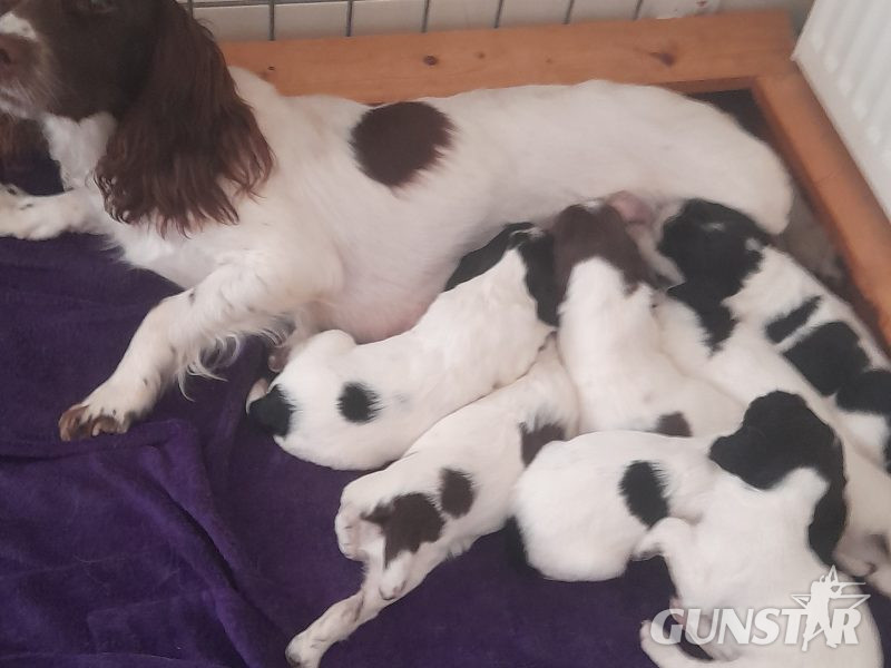 {CATEGORY} - WORKING ESS DOG PUPS