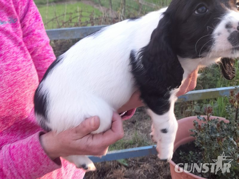 WORKING ESS DOG PUPS - {CATEGORY}