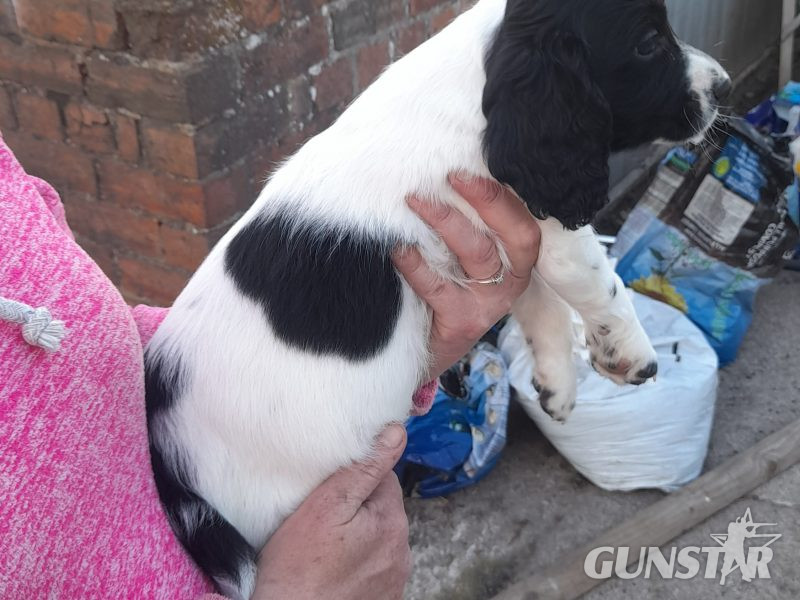 WORKING ESS DOG PUPS