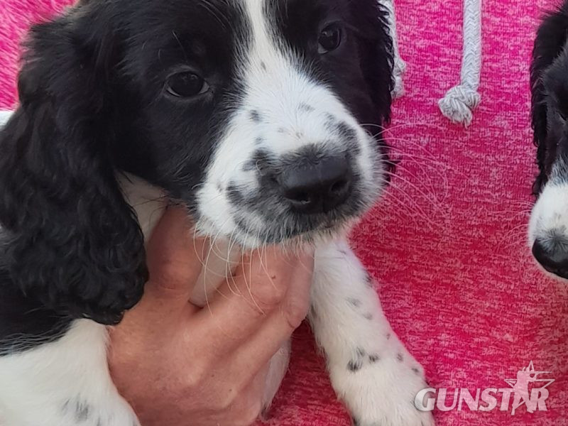 WORKING ESS DOG PUPS 