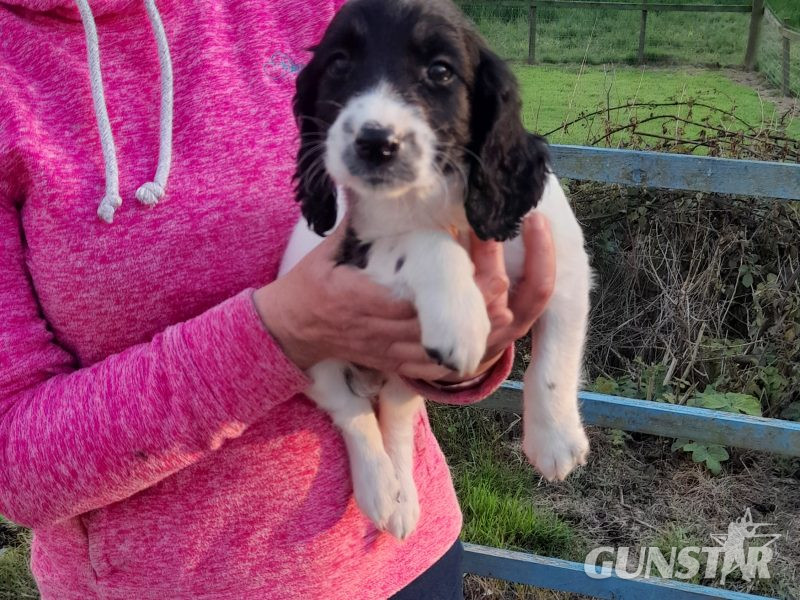 WORKING ESS DOG PUPS - {CATEGORY} in 