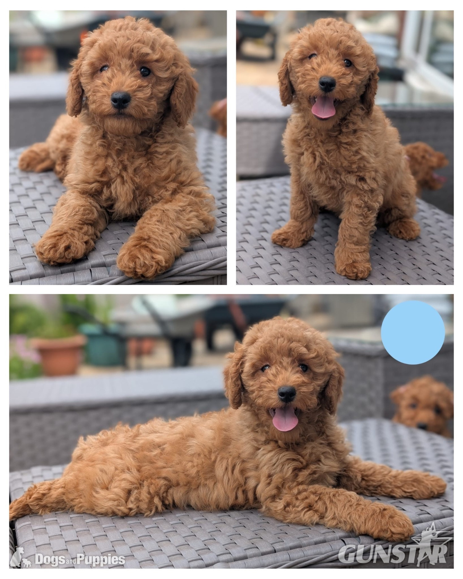 Adorable F1b Cavapoos in 