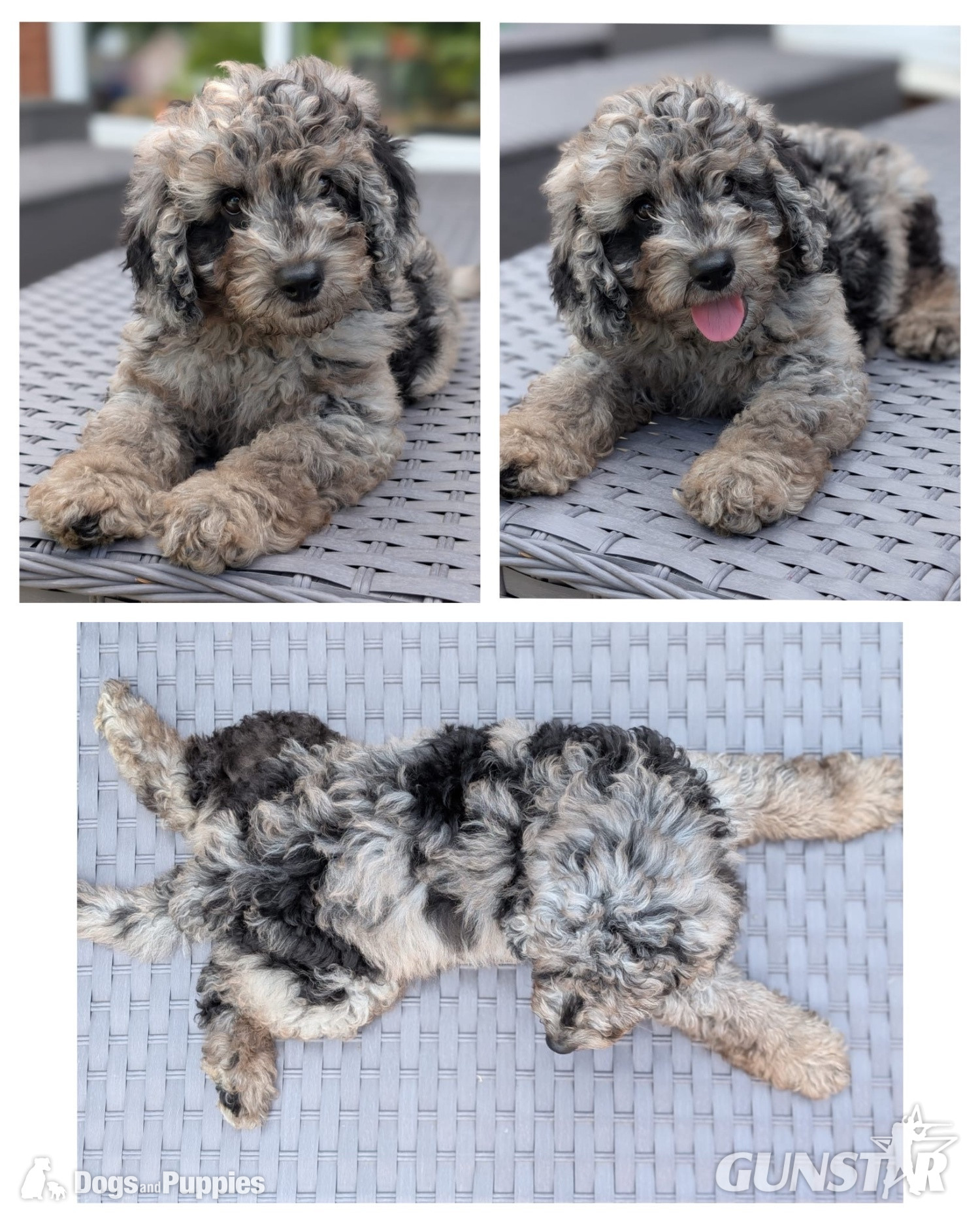 Adorable F1b Cavapoos