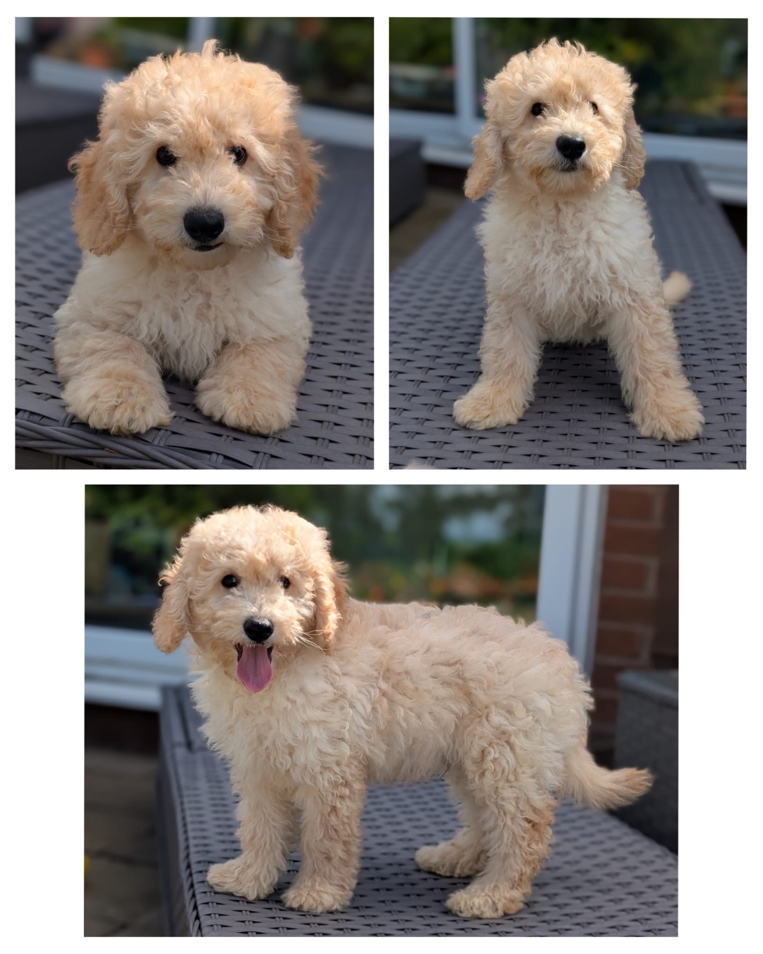Adorable F1b Cavapoos - {CATEGORY} in 