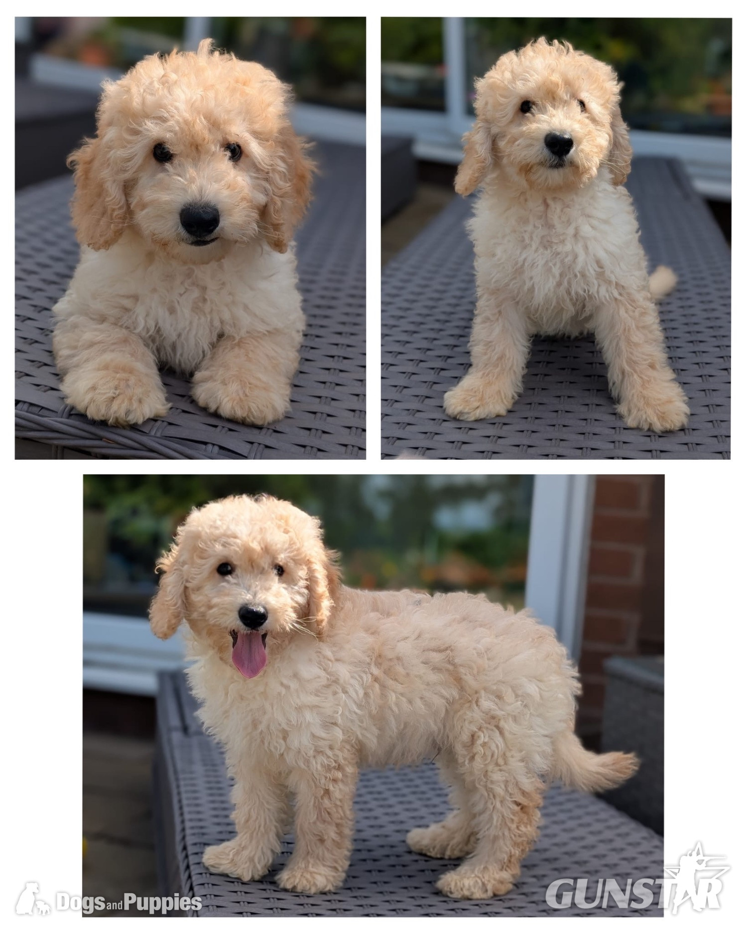 Adorable F1b Cavapoos - {CATEGORY} in 
