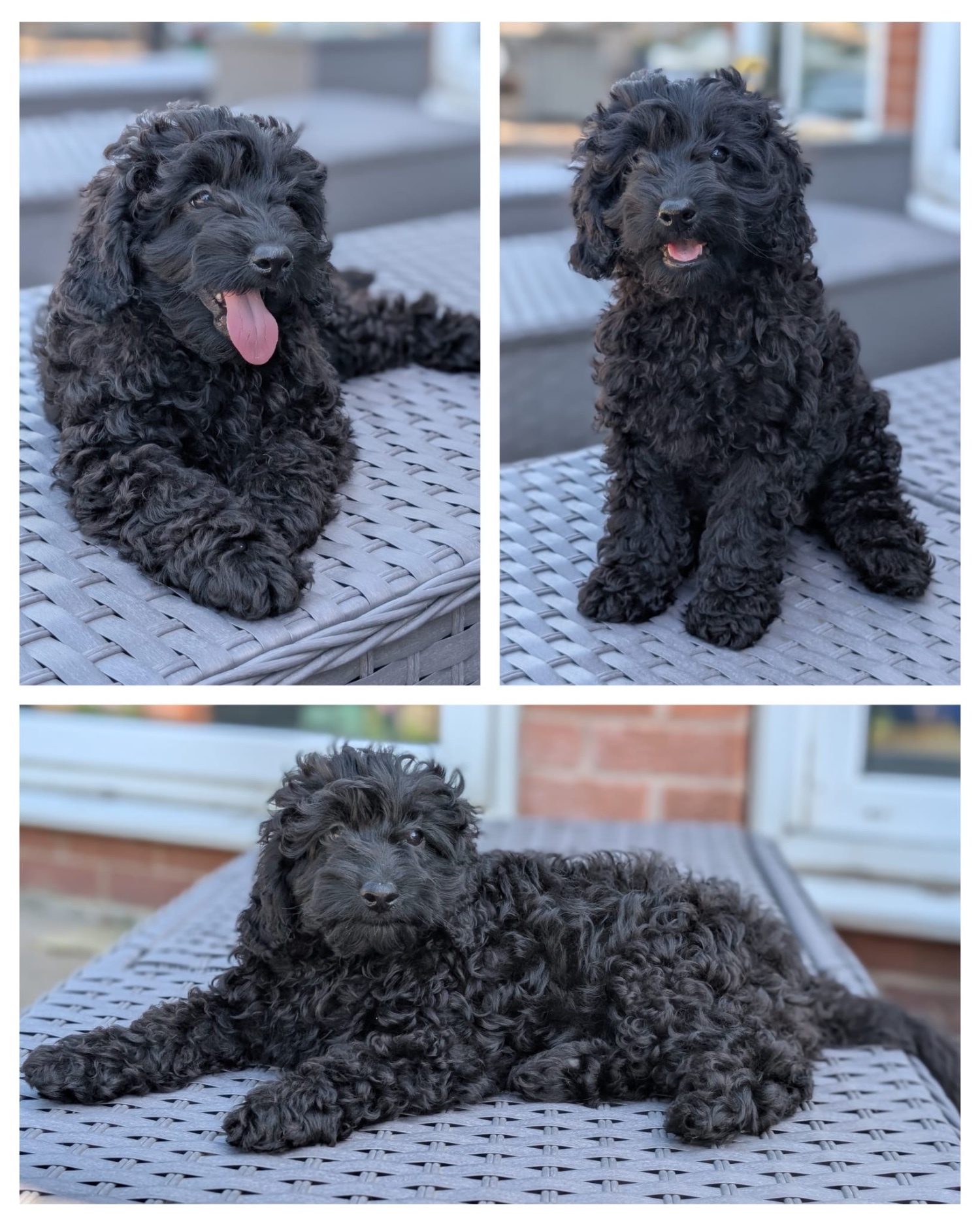 Adorable F1b Cavapoos - {CATEGORY}
