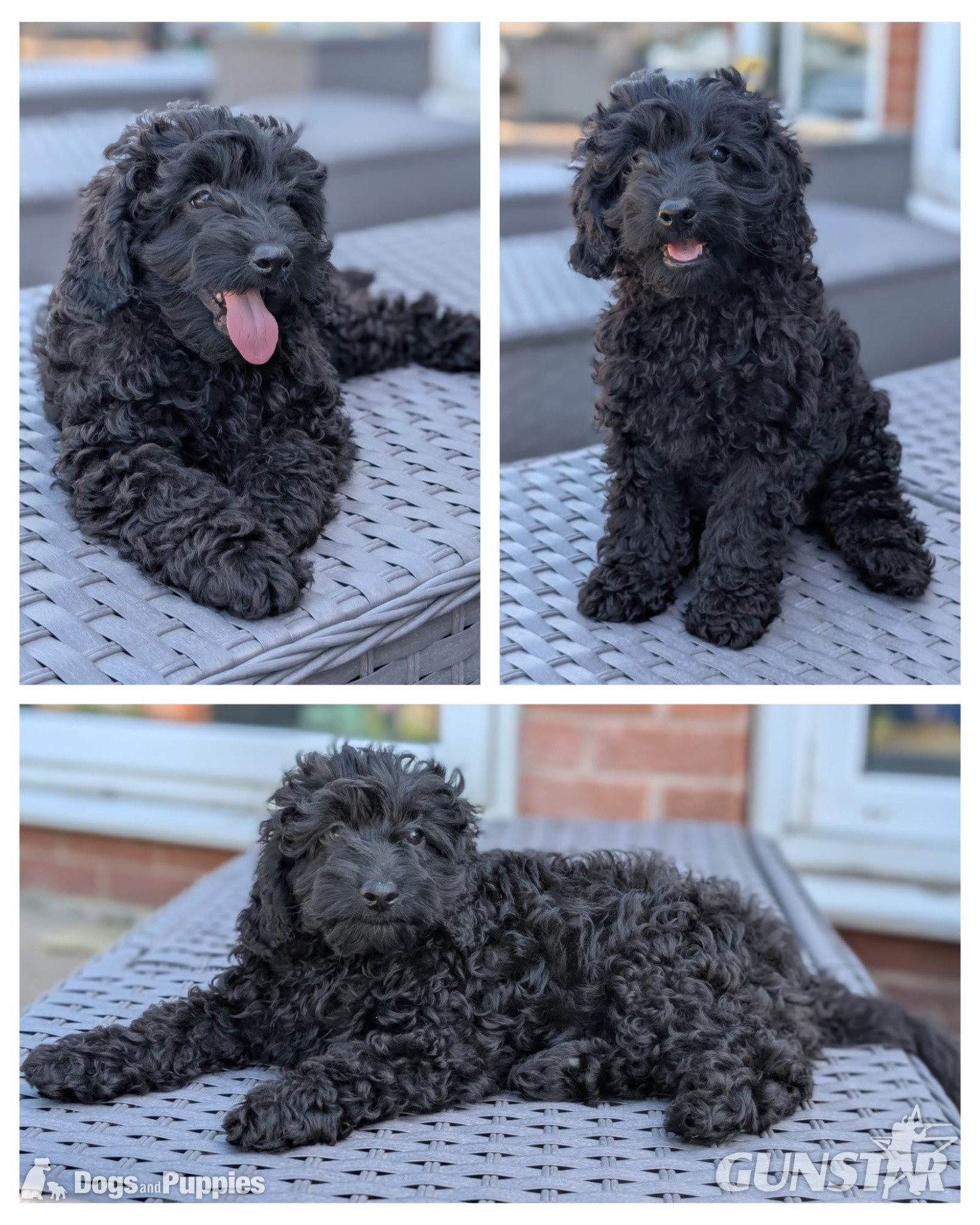 Adorable F1b Cavapoos - {CATEGORY}